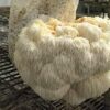 Buy Lion maine mushrooms