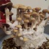 BUY MUSHROOM SPORES ONLINE