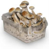Buy Albino Magic Mushroom