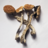 Buy Psilocybe Azurescens online