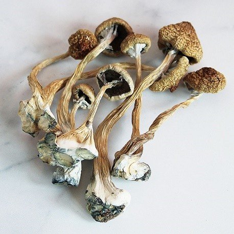 Psilocybe cubensis - Psychedelics Store Com
