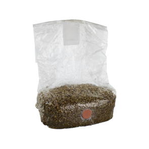 Rye grain Mushroom grow bag - Magic Mushroom substrate kit